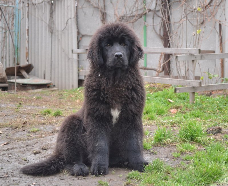 Фото: ньюфаундленд Талисман Моря Мишель