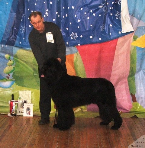 Фото: ньюфаундленд Плюшевая Панда Черри Бренди (Plushevaya Panda Cherry Brandy)