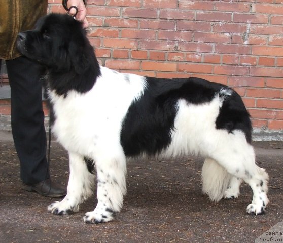 Фото: ньюфаундленд Плюшевая Панда Хаира (Plushevayа Panda Haira)