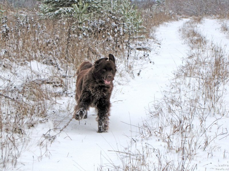 Фото: ньюфаундленд Сверкающая Гора Машаме (Sverkayuzhaya Gora Mashame)