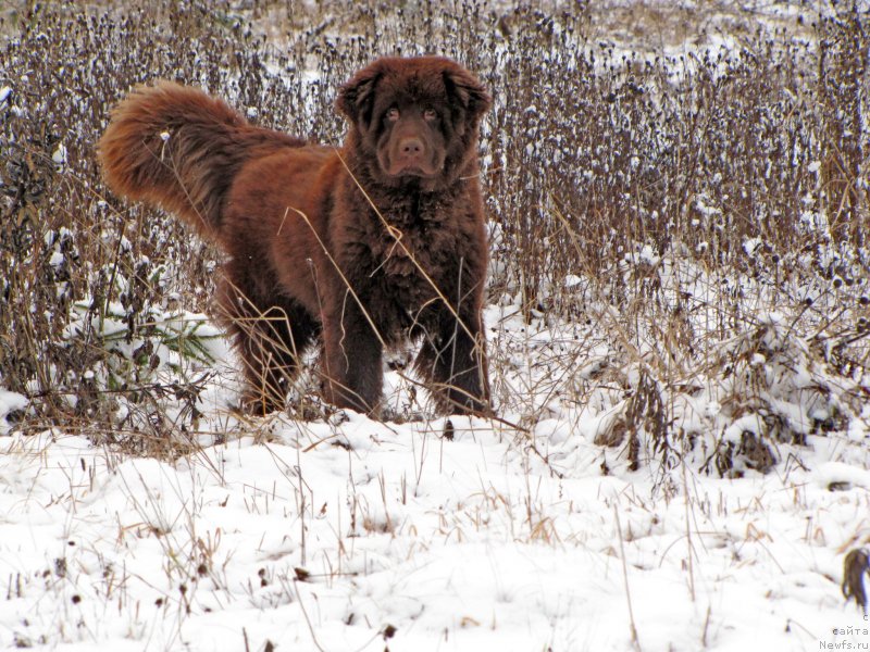 Фото: ньюфаундленд Сверкающая Гора Машаме (Sverkayuzhaya Gora Mashame)