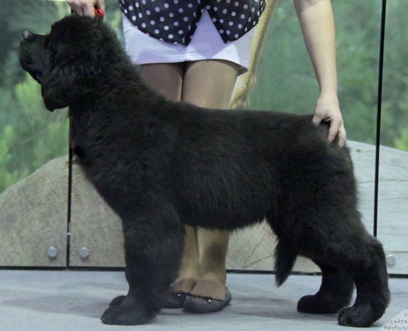 Фото: ньюфаундленд Аквиан Сонг Ларс Бергер (Akvian Song Lars Berger)