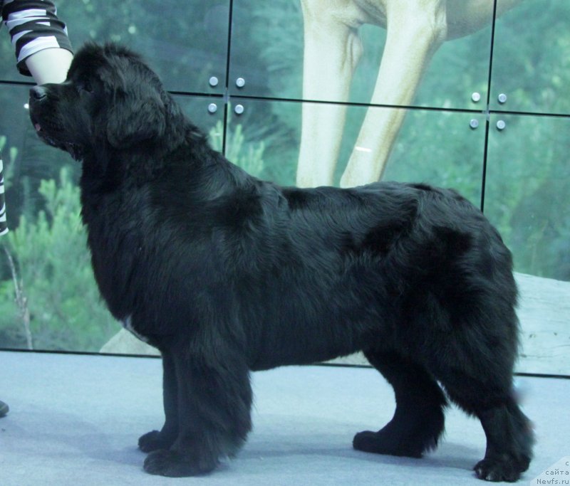 Фото: ньюфаундленд Блэк Диамонд Агидель от Потапа Увертюра