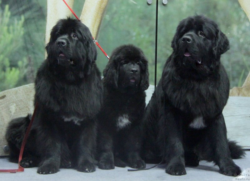 Фото: ньюфаундленд Блэк Диамонд Агидель от Потапа Увертюра, ньюфаундленд Аквиан Сонг Ларс Бергер (Akvian Song Lars Berger), ньюфаундленд Аквиан Сонг Инсайд Ми Ворд