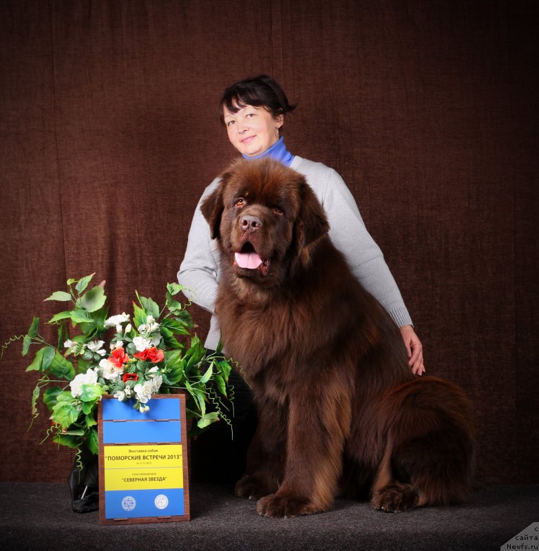 Фото: ньюфаундленд Хорунжий с Берега Дона (Horunzhy s Berega Dona)