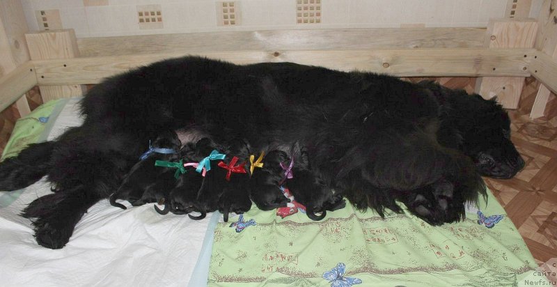 Фото: ньюфаундленд Дар Свезы Юника Сагитта (Dar Svezy Unika Sagitta), Ирина Бубнова