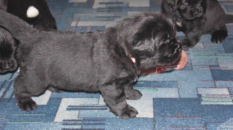 Фото: ньюфаундленд Дар Свезы Юника Сагитта (Dar Svezy Unika Sagitta)