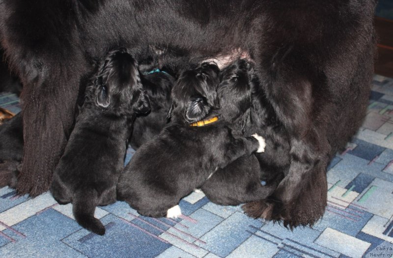 Фото: ньюфаундленд Дар Свезы Юника Сагитта (Dar Svezy Unika Sagitta)