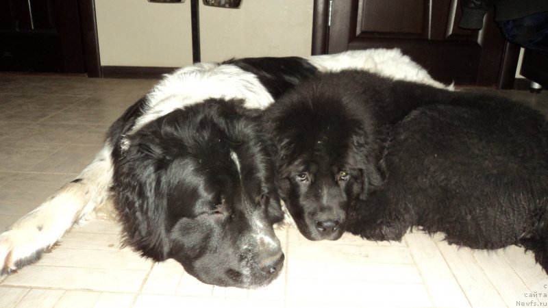 Фото: ньюфаундленд Сент Джонс Вива Виктория (Sent Djons Viva Viktoria), ньюфаундленд Аквиан Сонг Леди Ин Блэк