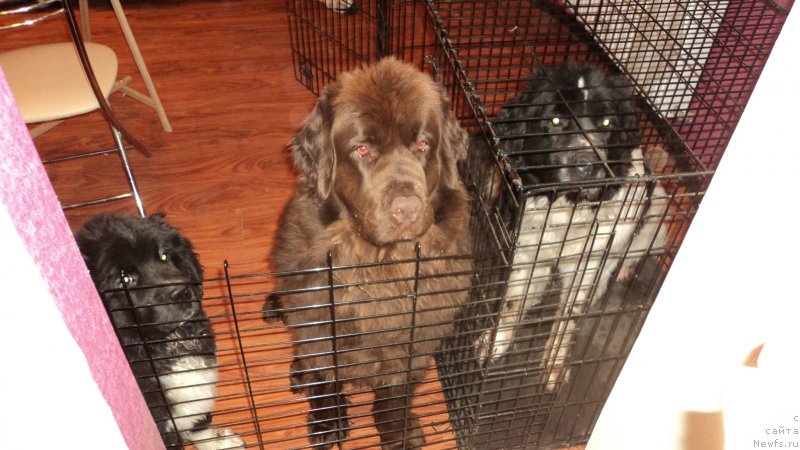 Фото: ньюфаундленд Ван Лен Тайм Женевьева, ньюфаундленд Аквиан Сонг Леди Ин Блэк, ньюфаундленд Сент Джонс Вива Виктория (Sent Djons Viva Viktoria)