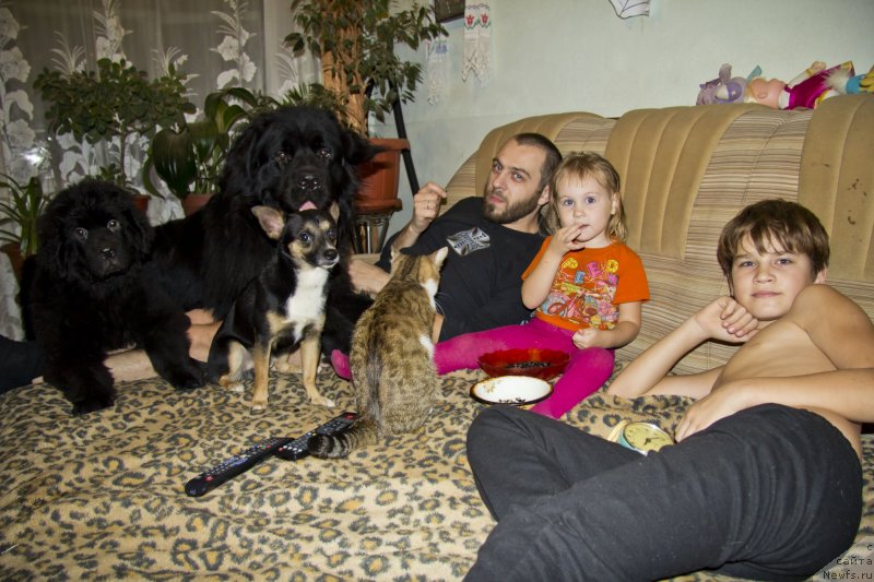 Фото: ньюфаундленд Черный Балу Добрыня, ньюфаундленд Львиное Сердце, Андрей Волков, Ульяна, Иван, Филя и Фрося.