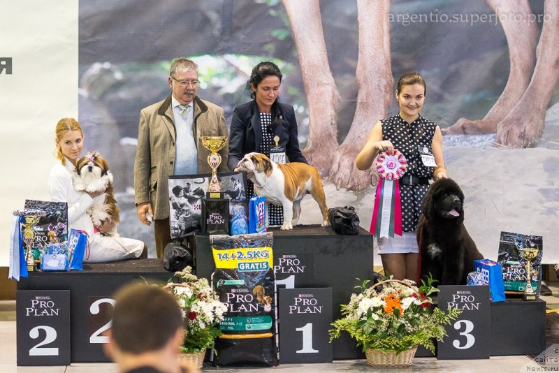 Фото: ньюфаундленд Аквиан Сонг Ларс Бергер (Akvian Song Lars Berger), Ксения Новикова