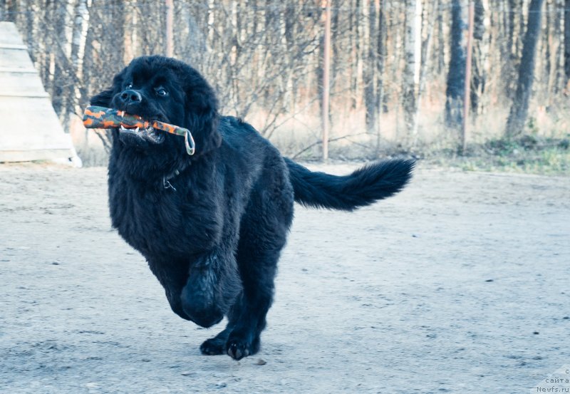 Фото: ньюфаундленд Смигар Ливерпульский Четвертак (Smigar Liverpulsiy Chetvertak)