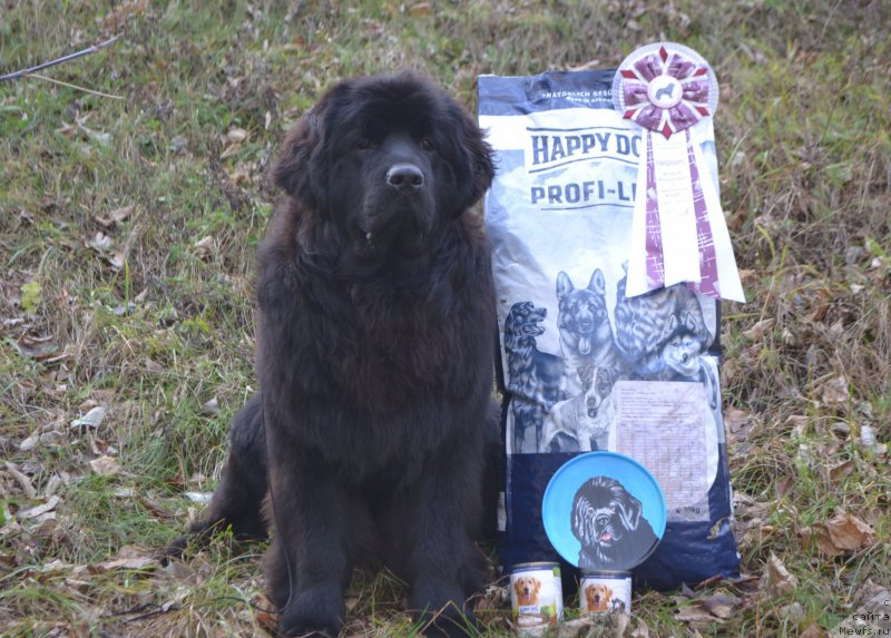 Фото: ньюфаундленд Акватория Келвин Шарлиз (Aquatoriya Kelvin Sharliz)