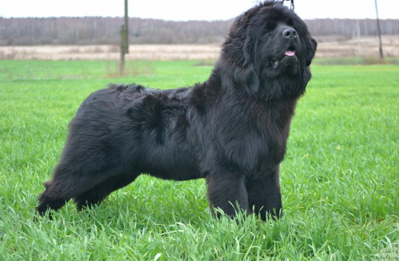 Фото: ньюфаундленд Акватория Келвин Шарлиз (Aquatoriya Kelvin Sharliz)