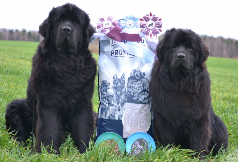 Фото: ньюфаундленд Акватория Келвин Шарлиз (Aquatoriya Kelvin Sharliz), ньюфаундленд Симбад Покоритель Морей