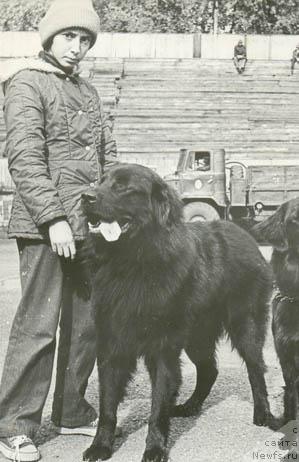 Фото: ньюфаундленд Маркус