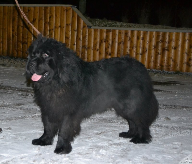 Фото: ньюфаундленд Сын Топтыжки Дон Кихота