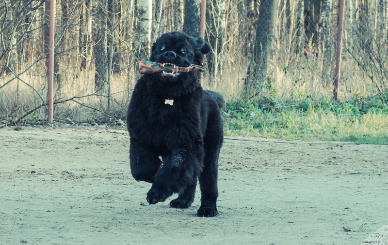 Фото: ньюфаундленд Смигар Ливерпульский Четвертак (Smigar Liverpulsiy Chetvertak)