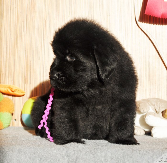 Фото: Бегущая по волнам Ринг оф Фаер