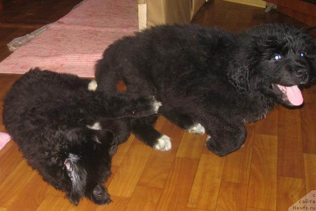 Фото: ньюфаундленд Барбара Черный Брильянт