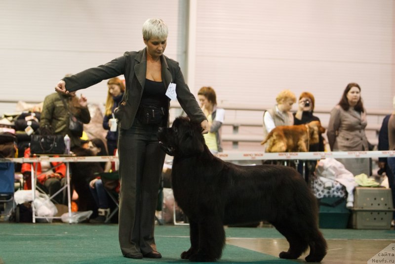 Фото: Нина Базулина, ньюфаундленд С'Нежная Вьюга Амороне Сартори (S'Nezhnaya Vjuga Amorone Sartori)