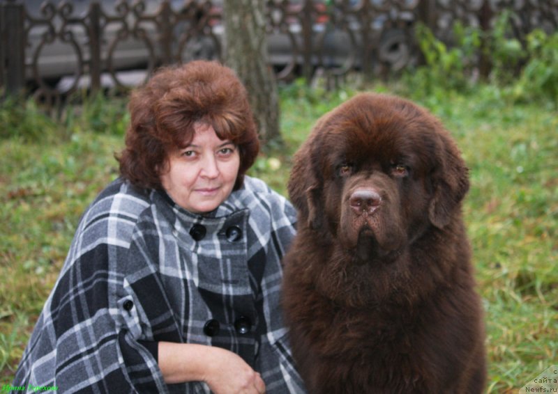 Фото: ньюфаундленд Чарли Де Бест Хелфи Пэл (Charli The Best Helfi Pel), Елена Шмелева