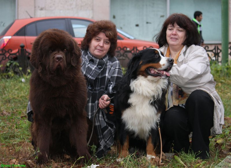 Фото: ньюфаундленд Чарли Де Бест Хелфи Пэл (Charli The Best Helfi Pel), Лари