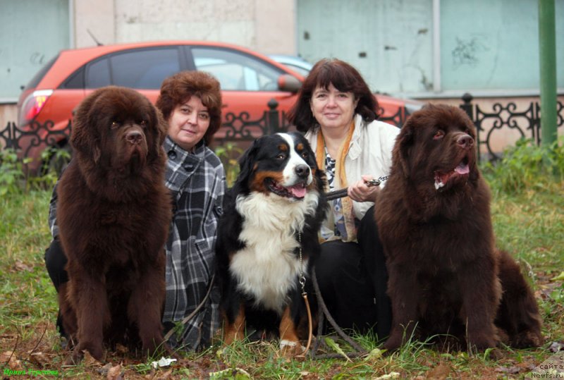 Фото: ньюфаундленд Чарли Де Бест Хелфи Пэл (Charli The Best Helfi Pel), ньюфаундленд Чармер Денкам Бронз (Charmer Denkam Bronze)