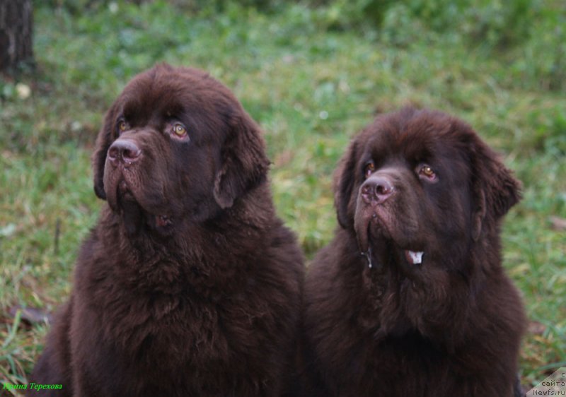 Фото: ньюфаундленд Чарли Де Бест Хелфи Пэл (Charli The Best Helfi Pel), ньюфаундленд Чармер Денкам Бронз (Charmer Denkam Bronze)