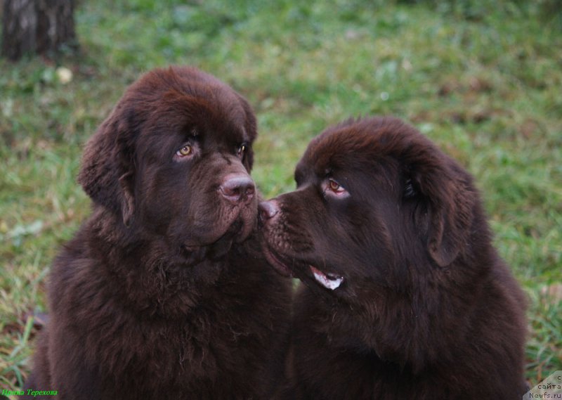 Фото: ньюфаундленд Чарли Де Бест Хелфи Пэл (Charli The Best Helfi Pel), ньюфаундленд Чармер Денкам Бронз (Charmer Denkam Bronze)