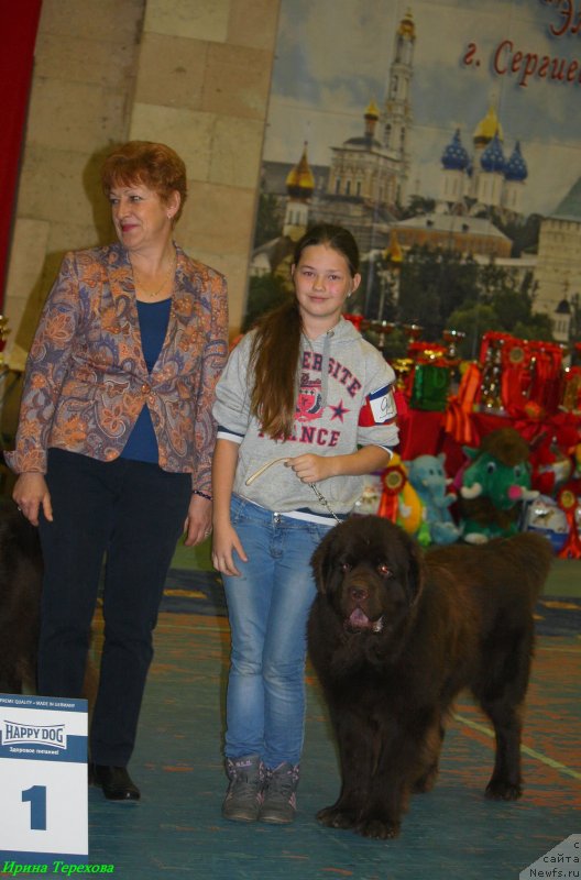 Фото: ньюфаундленд Чармер Денкам Бронз (Charmer Denkam Bronze), Маша