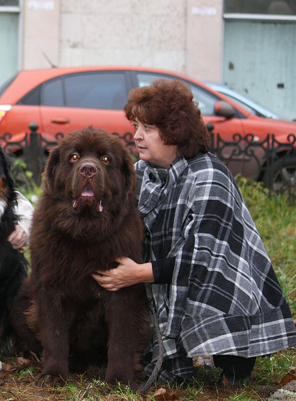 Фото: ньюфаундленд Чармер Денкам Бронз (Charmer Denkam Bronze), Елена Шмелева