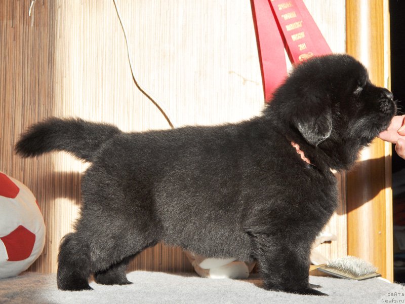 Фото: Бегущая по волнам Ричин старс