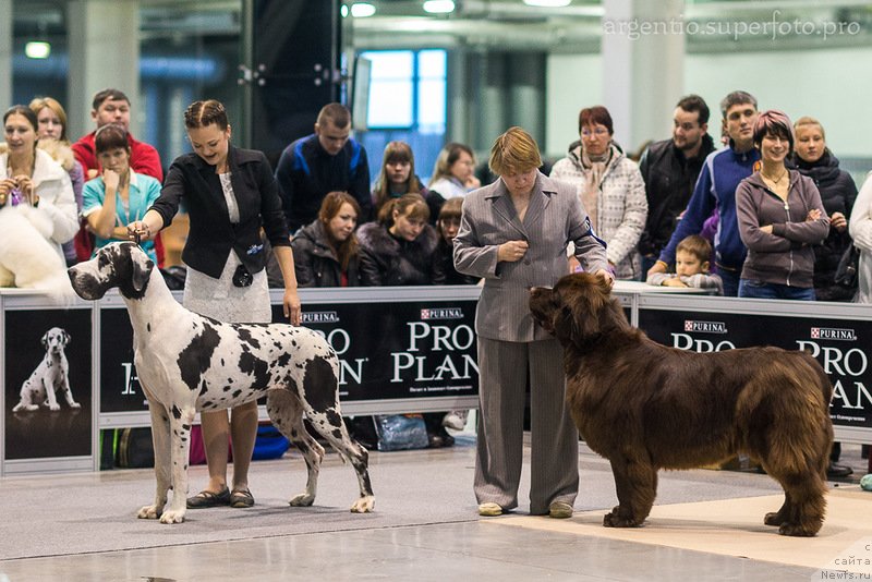 Фото: ньюфаундленд Обуш Шед Якутия (Obush Shed Yakutia), Наталия Снигирева