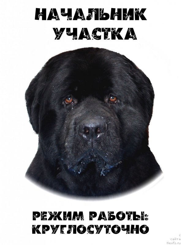 Фото: ньюфаундленд Улувату Деви Дан