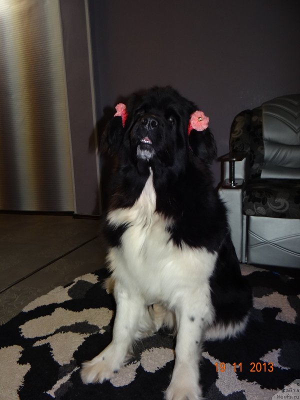 Фото: ньюфаундленд Фиаметтахауз Претти Дрим