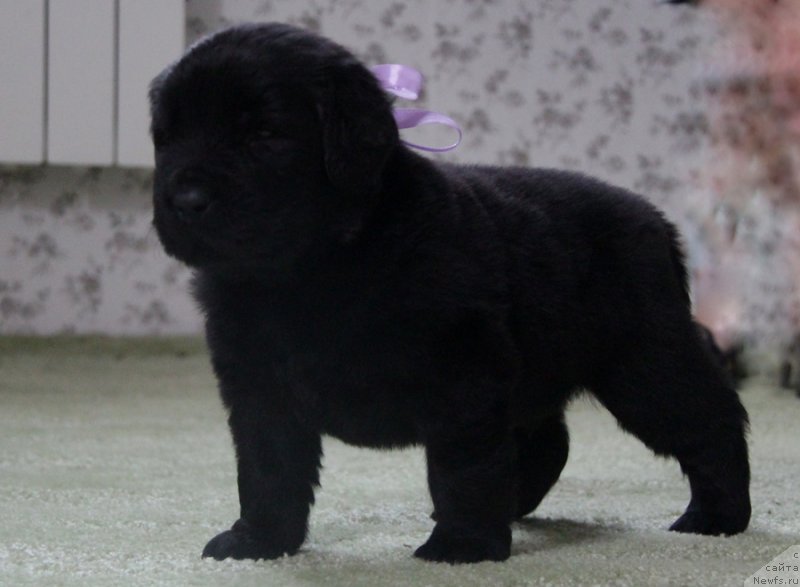 Фото: АС. Н...