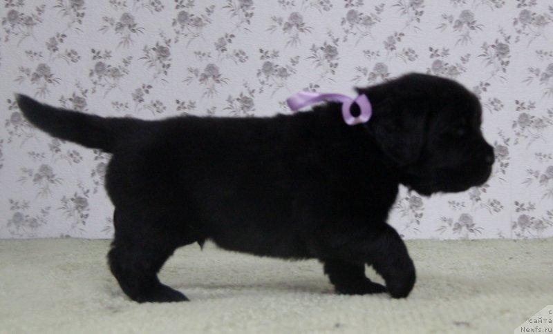 Фото: АС. Н...