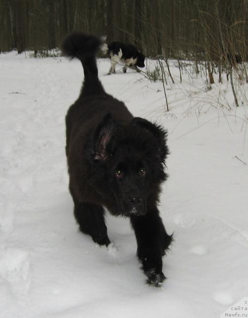 Фото: ньюфаундленд Барбара Черный Брильянт