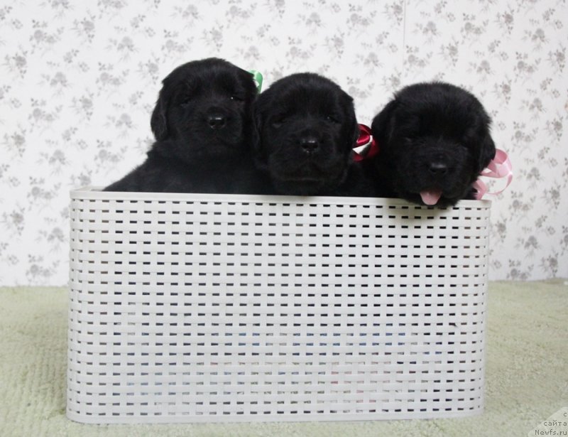 Фото: АС. Н...