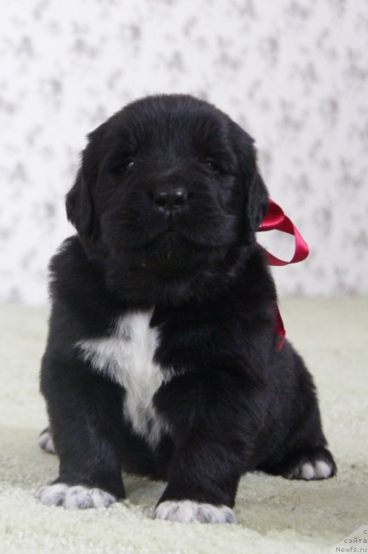 Фото: АС. Н...