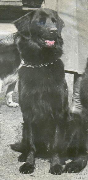 Фото: ньюфаундленд Дженни Эль