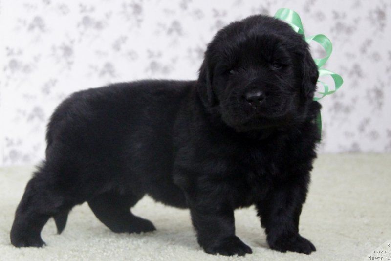 Фото: АС. Н...