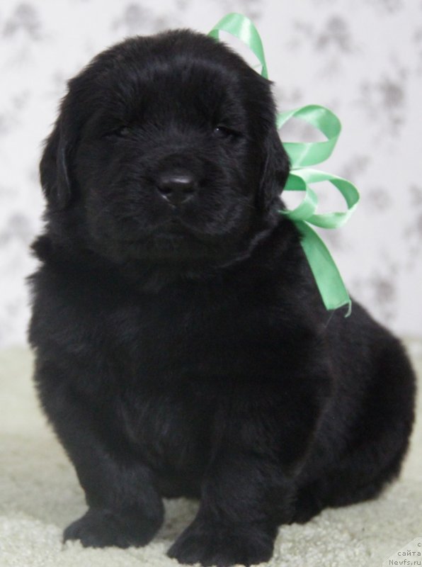 Фото: АС. Н...