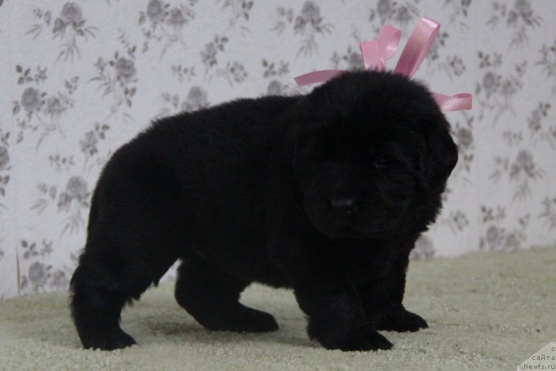 Фото: АС. Н...