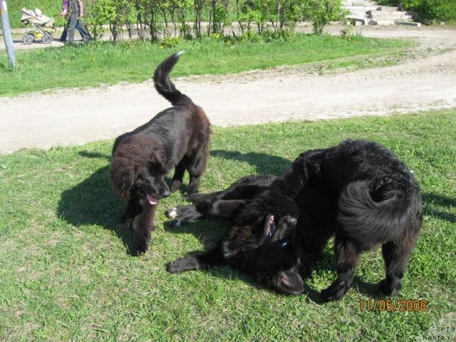Фото: Бьянка, ньюфаундленд Барбара Черный Брильянт, ньюфаундленд Бесси Вечерняя Звезда