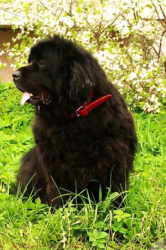 Фото: На фото наша Витуля (Вивайт флеш джинжер) от Татьяны Абутовой. В этом году нам исполнилось 10 лет., ньюфаундленд Вивайд Флэш Джинджер (Vivaid Flash Ginger)