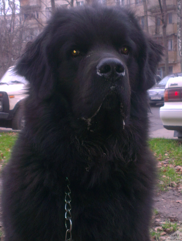Фото: ньюфаундленд Чарльз Балу Блек Биар