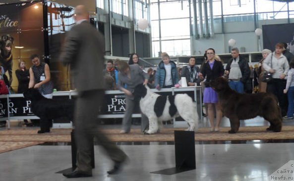 Фото: ньюфаундленд Аквиан Сонг Инсайд Ми Ворд, ньюфаундленд Блэк Диамонд Агидель от Потапа Триумф (Black Diamond Agidel ot Potapa Triumf), ньюфаундленд Обуш Шед Якутия (Obush Shed Yakutia)